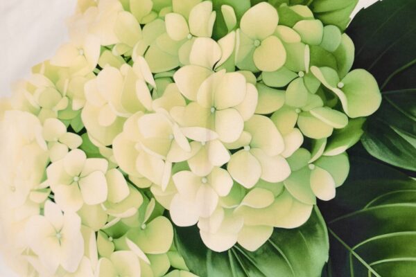 Tea Towel - Refreshing Growth - Green Hydrangeas - Image 4